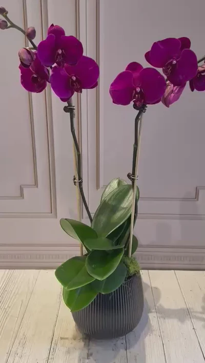 PHALAENOPSIS POTS-(2STEMS)