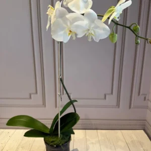 PHALAENOPSIS POTS-(1STEMS)