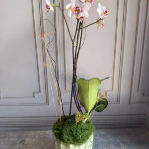 Phalaenopsis Plants (1 Stem)