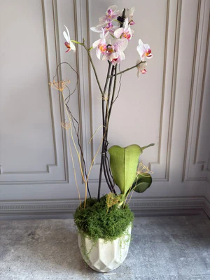 Phalaenopsis Plants (1 Stem)