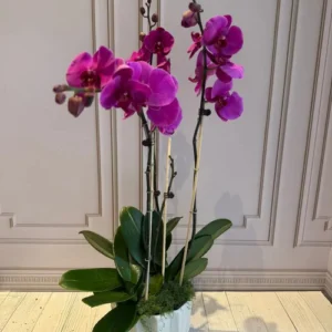 PHALAENOPSIS POTS-(3STEMS)
