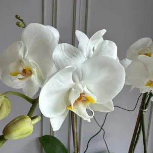 Phalaenopsis Pots (2 stems)