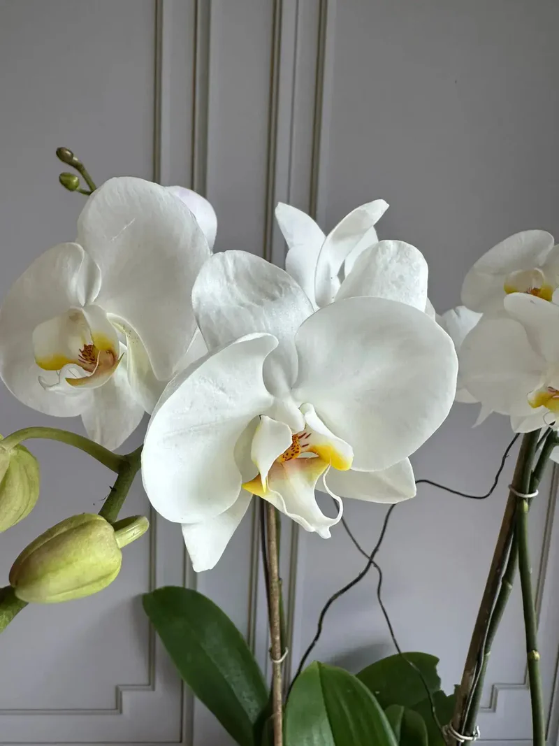 Phalaenopsis Pots (2 stems)