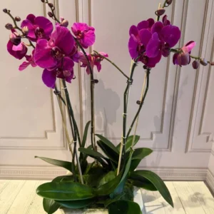 PHALAENOPSIS POTS-(5STEMS)