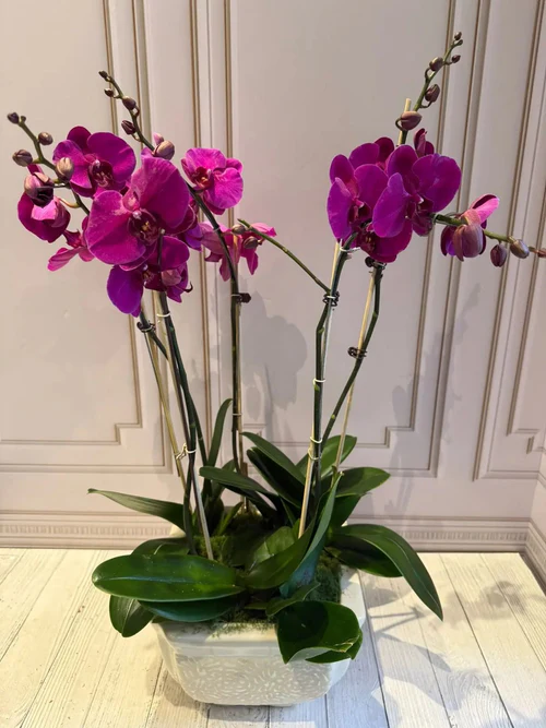 PHALAENOPSIS POTS-(5STEMS)