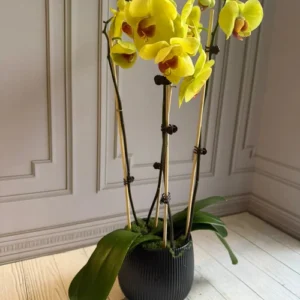 PHALAENOPSIS POTS-(4STEMS)