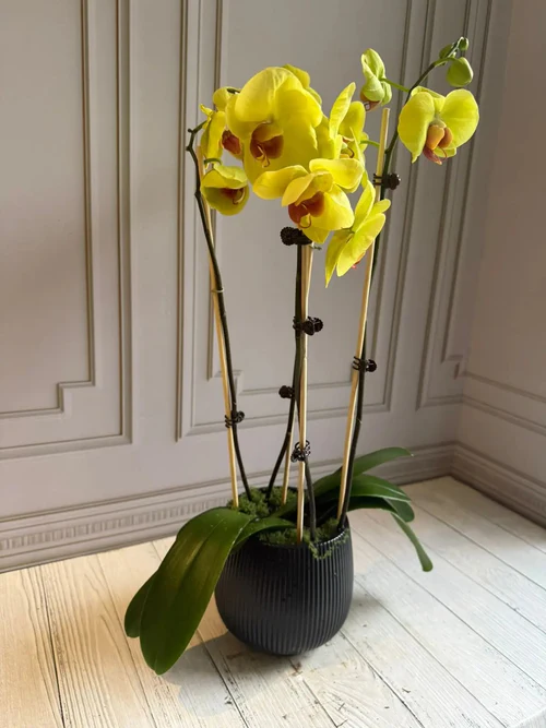 PHALAENOPSIS POTS-(4STEMS)