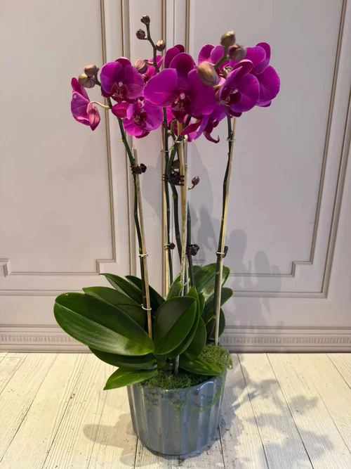 PHALAENOPSIS POTS-(4STEMS)
