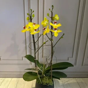 Phalaenopsis Pots (2 stems)