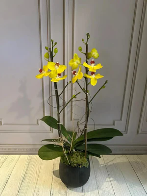 Phalaenopsis Pots (2 stems)