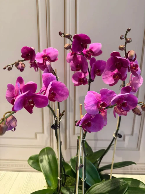 PHALAENOPSIS POTS-(5STEMS)