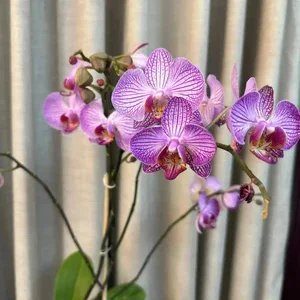 Phalaenopsis Plants (1 Stem)