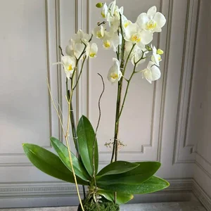 Phalaenopsis Pots (2 stems)