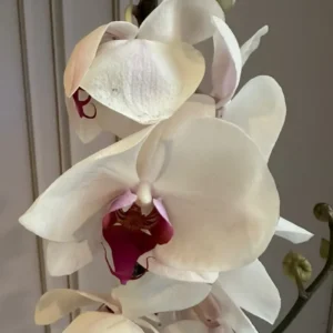 Phalaenopsis Plants (1 Stem)