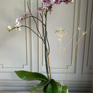 Phalaenopsis Pots (2 stems)