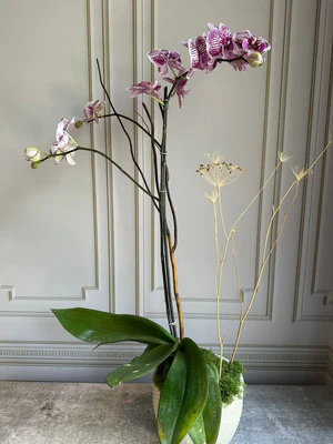 Phalaenopsis Pots (2 stems)