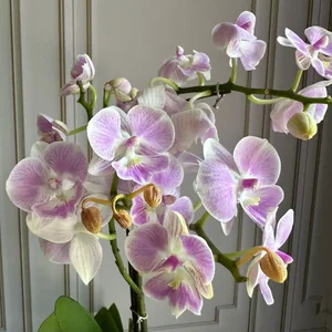 Phalaenopsis Pots (2 stems)