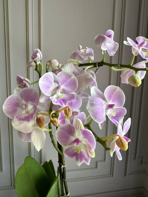 Phalaenopsis Pots (2 stems)