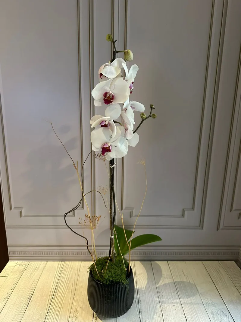 Phalaenopsis Plants (1 Stem)