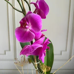 Phalaenopsis Pots (2 stems)