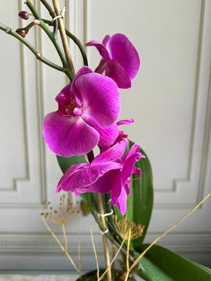 Phalaenopsis Pots (2 stems)