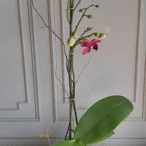 Phalaenopsis Pots - 1 Stem